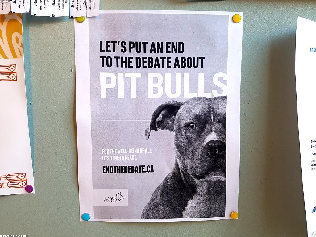 គន្លឹះសុវត្ថិភាពសម្រាប់សត្វការពារពីគ្រោះថ្នាក់