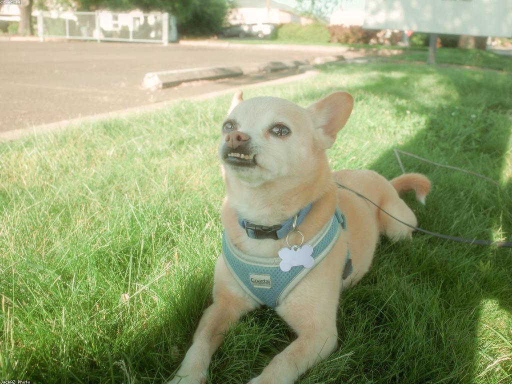 គន្លឹះសុវត្ថិភាពសម្រាប់សត្វក្នុងរដូវក្តៅ