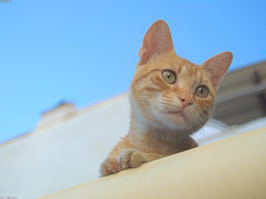 គន្លឹះសុវត្ថិភាពសម្រាប់សត្វក្នុងរដូវក្តៅ