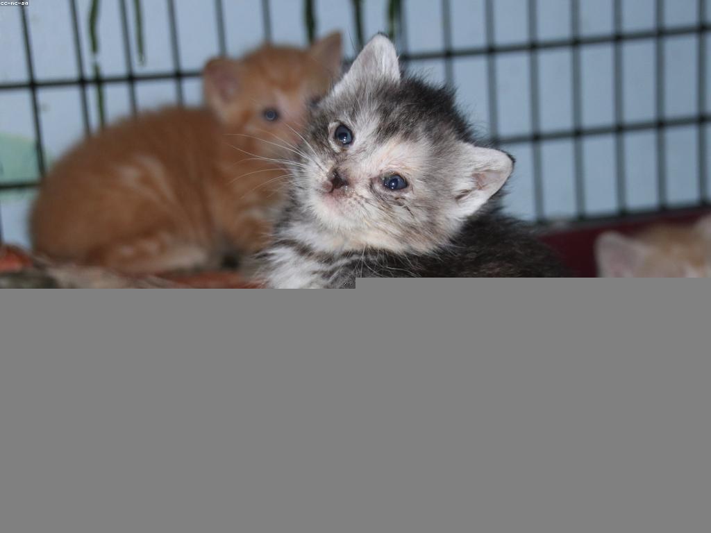 គន្លឹះសុវត្ថិភាពសម្រាប់សុខភាពសត្វ